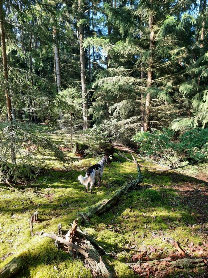 Forest Paradise Apartman Stružná Kültér fotó